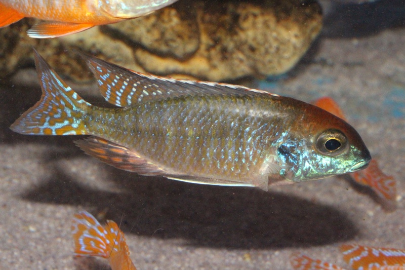 Lethrinops sp. 'red cap' Itungi